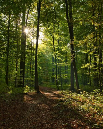 A vertical shot of the Forêt de Soignes, Belgium, Brussels with the sun shining through the branches